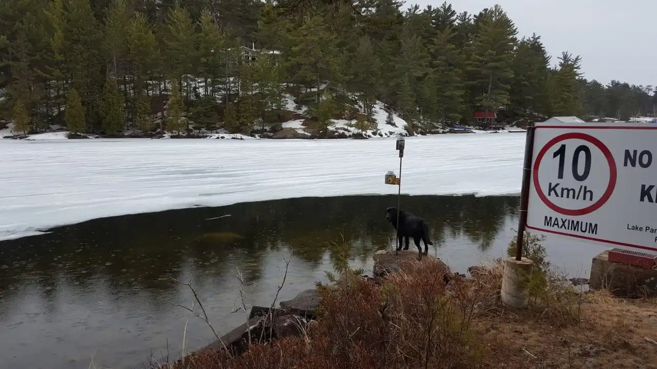 pork chops with cream sauce